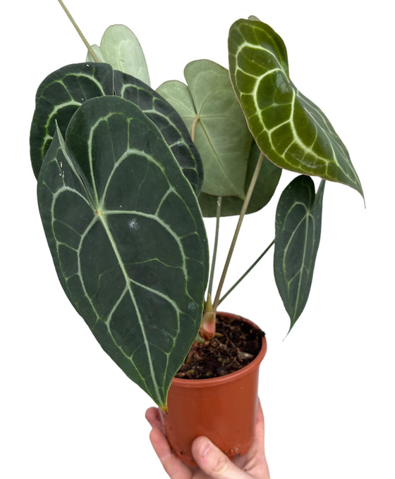 Anthurium clarinervium Image 3