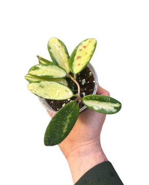 Hoya verticillata var. Verticillata (inner variegated) (syn. Hoya acuta)