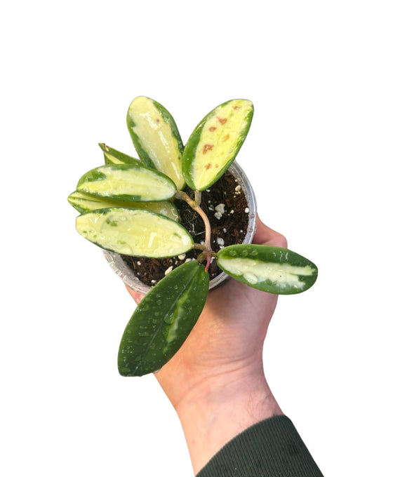 Hoya verticillata var. Verticillata (inner variegated) (syn. Hoya acuta) Image 1