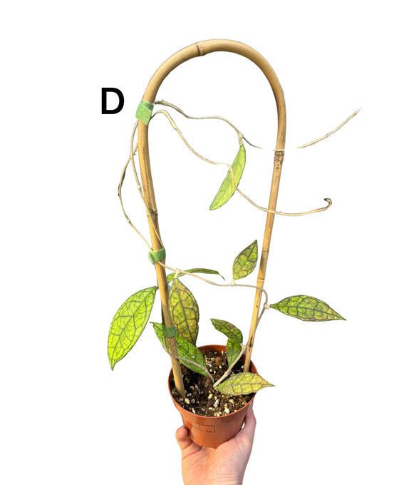 Hoya finlaysonii Image 4