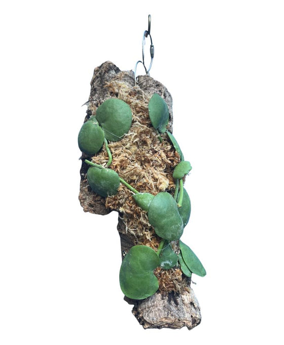 Dischidia platyphylla Image 1