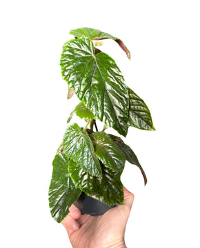 Begonia 'My Oldemor'