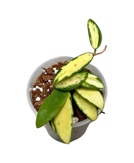 Hoya verticillata var. Verticillata (inner variegated) (syn. Hoya acuta) Image 3