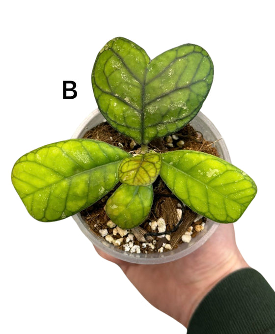 Hoya deykei Image 2