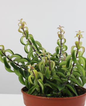 Aeschynanthus radicans 'Twister'