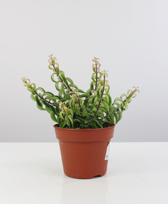 Aeschynanthus radicans 'Twister' Image 2