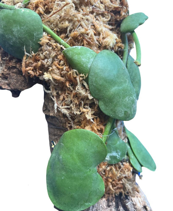 Dischidia platyphylla Image 2