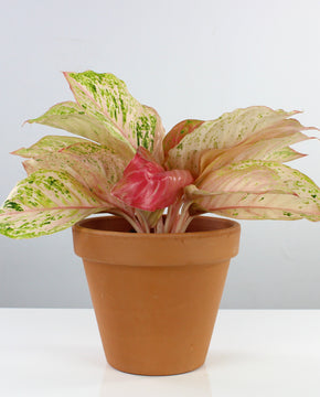 Aglaonema 'Bidadari'