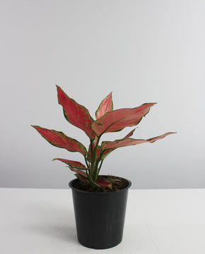 Aglaonema 'Red Ruby'