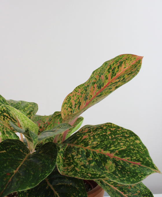 Aglaonema 'Prestige' Image 2