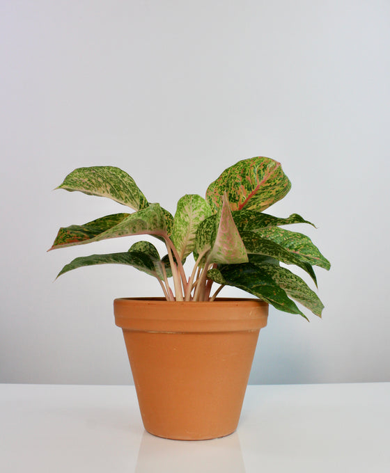 Aglaonema 'Prestige' Image 1