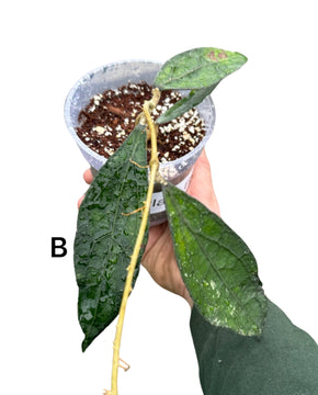 Hoya clemensiorum