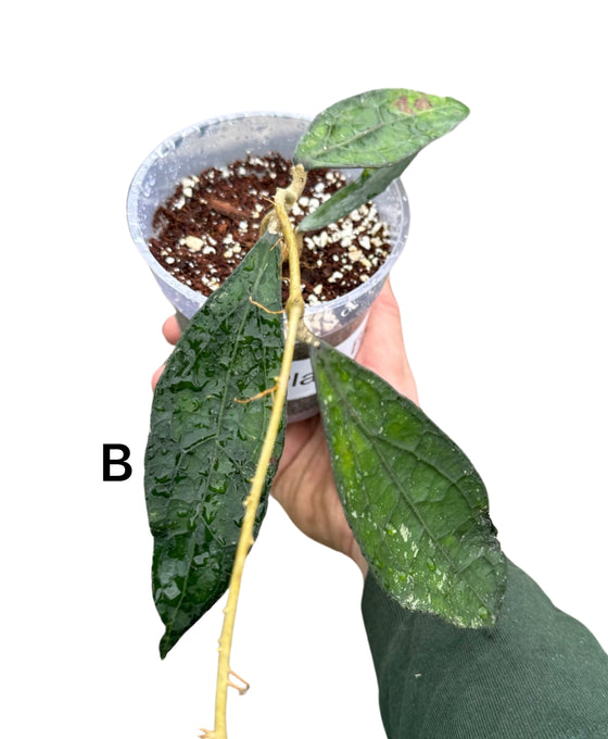 Hoya clemensiorum Image 1