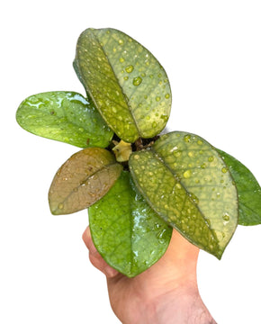 Hoya fungii