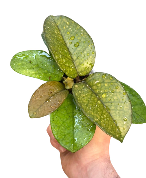 Hoya fungii Image 1
