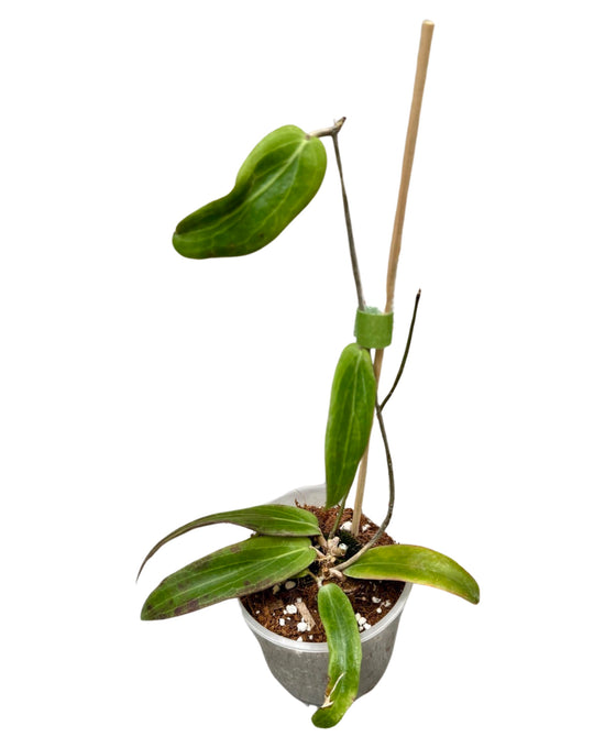 Hoya bordenii Image 4