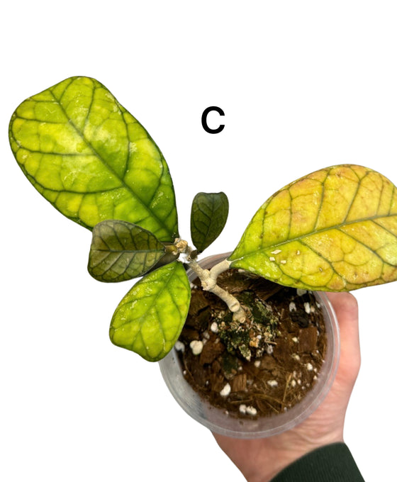 Hoya deykei Image 3