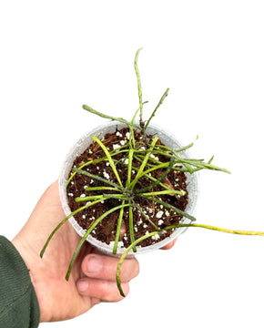 Hoya retusa