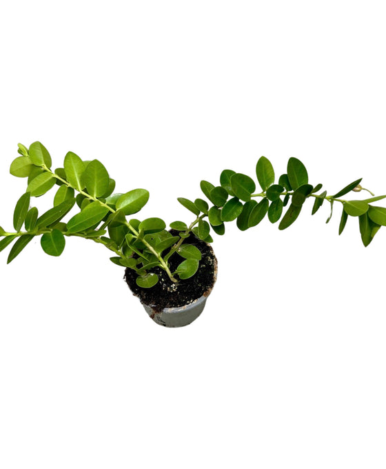 Hoya cumingiana Image 1