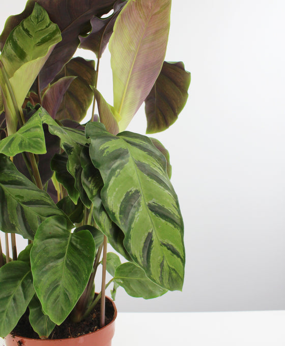 Calathea lietzei Image 2