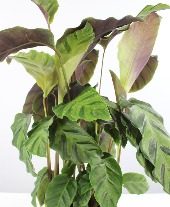 Calathea lietzei Image 1