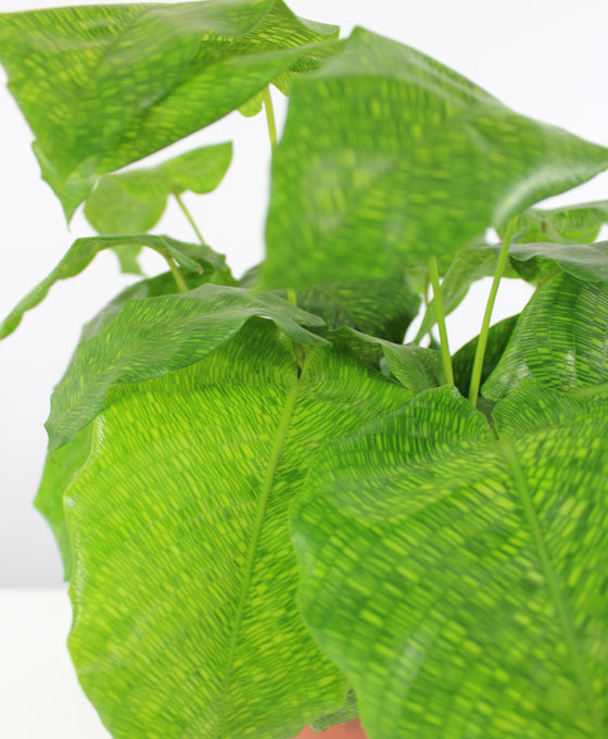 Calathea musaica 'Network' Image 4