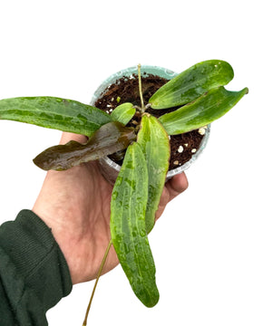 Hoya bordenii