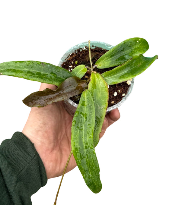 Hoya bordenii Image 1