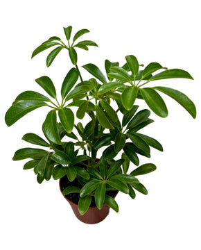 Schefflera arboricola 'Luseana' (syn. Heptapleurum arboricola)