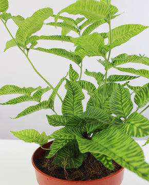 Coniogramme emeiensis 'Golden Zebra'