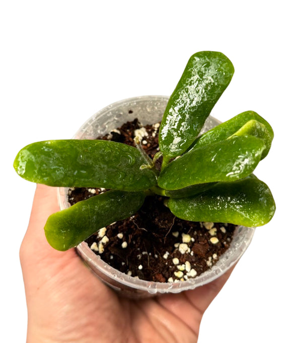 Hoya rotundiflora Image 1