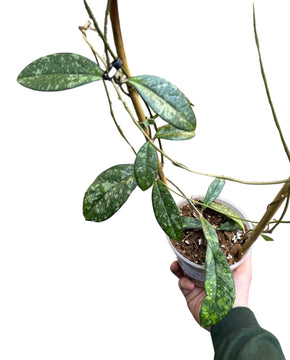 Hoya crassipetiolata 'Splash'