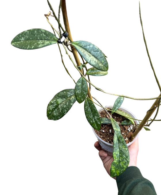Hoya crassipetiolata 'Splash' Image 1