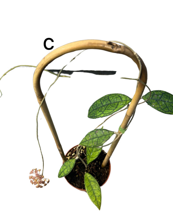 Hoya finlaysonii Image 3