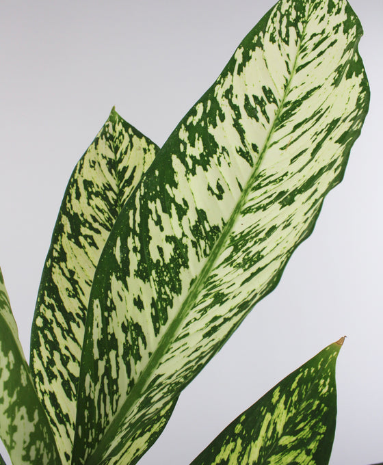 Dieffenbachia seguine 'White Etna' Image 3