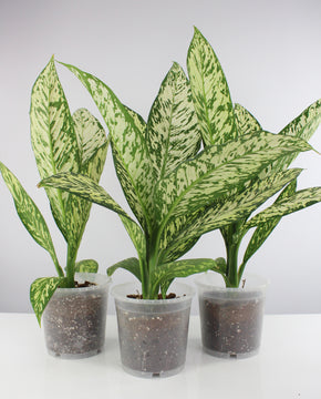 Dieffenbachia seguine 'White Etna'