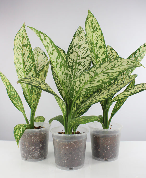 Dieffenbachia seguine 'White Etna' Image 1