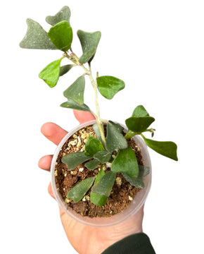 Hoya manipurensis