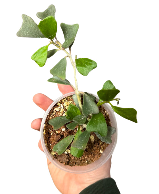 Hoya manipurensis Image 1
