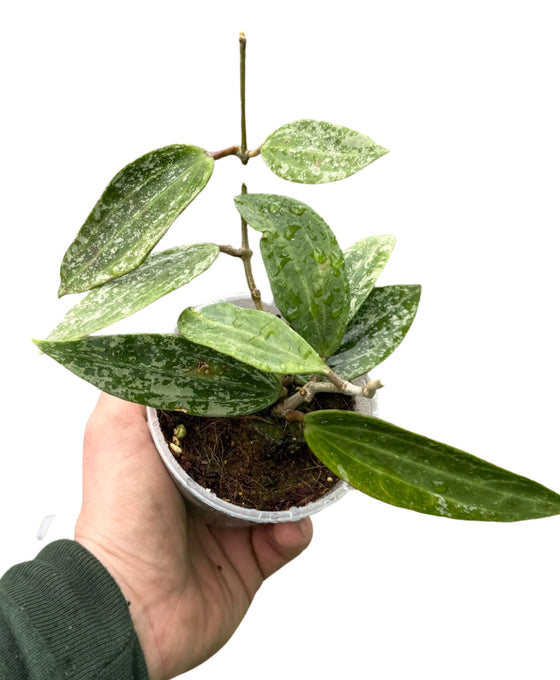 Hoya rangsan Image 1