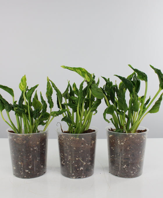 Epipremnum aureum 'Shangri la' Image 4