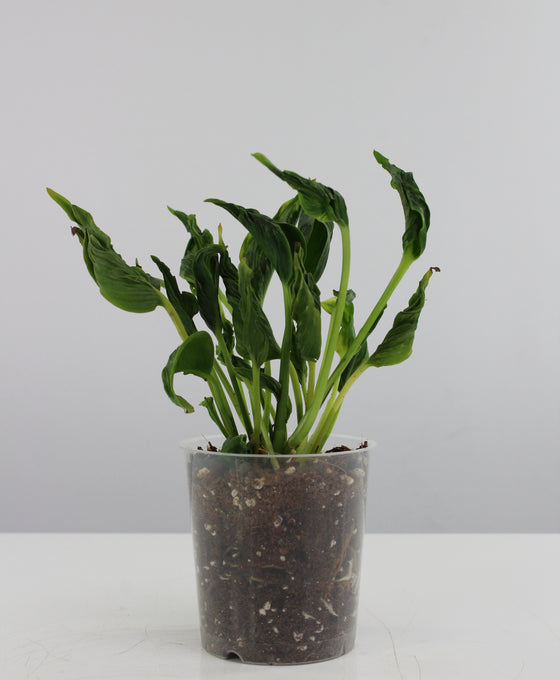 Epipremnum aureum 'Shangri la' Image 3