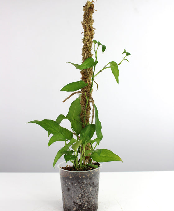 Epipremnum pinnatum 'Skeleton Key' Image 2