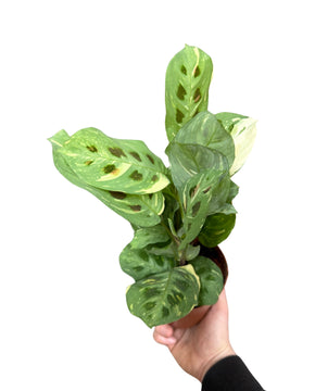 Maranta leuconeura var. kerchoveana variegata