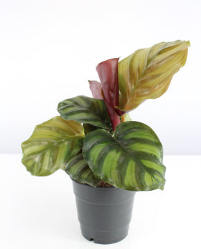 Calathea fasciata