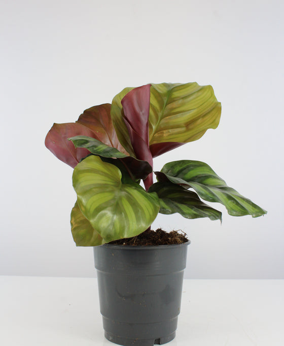 Calathea fasciata Image 3