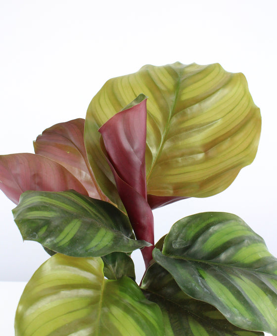 Calathea fasciata Image 2
