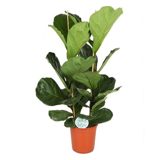 Ficus lyrata 'Fiddle Leaf Fig' Image 2