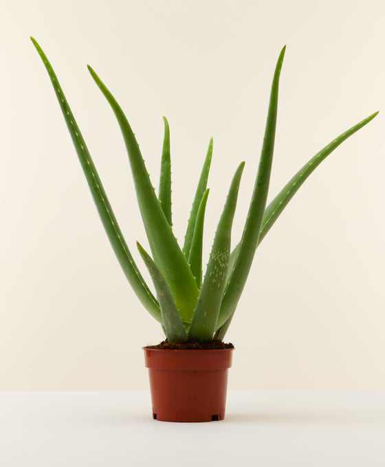 Aloe vera Image 2