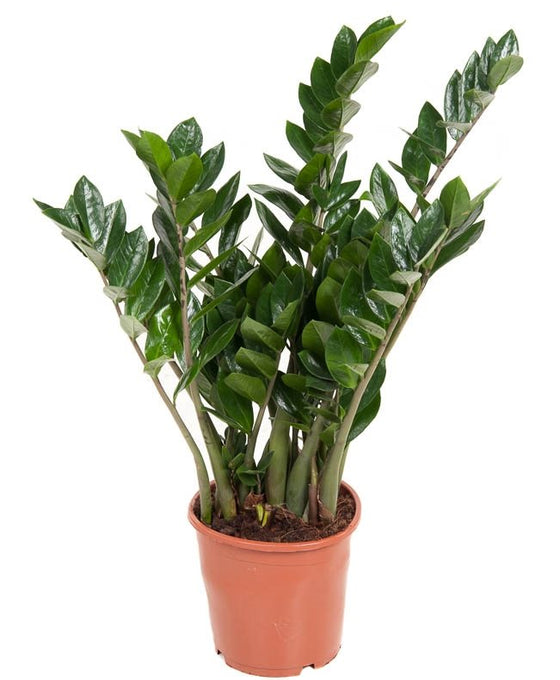 Zamioculcas zamiifolia - ZZ plant Image 1